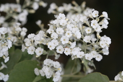 Porana paniculata